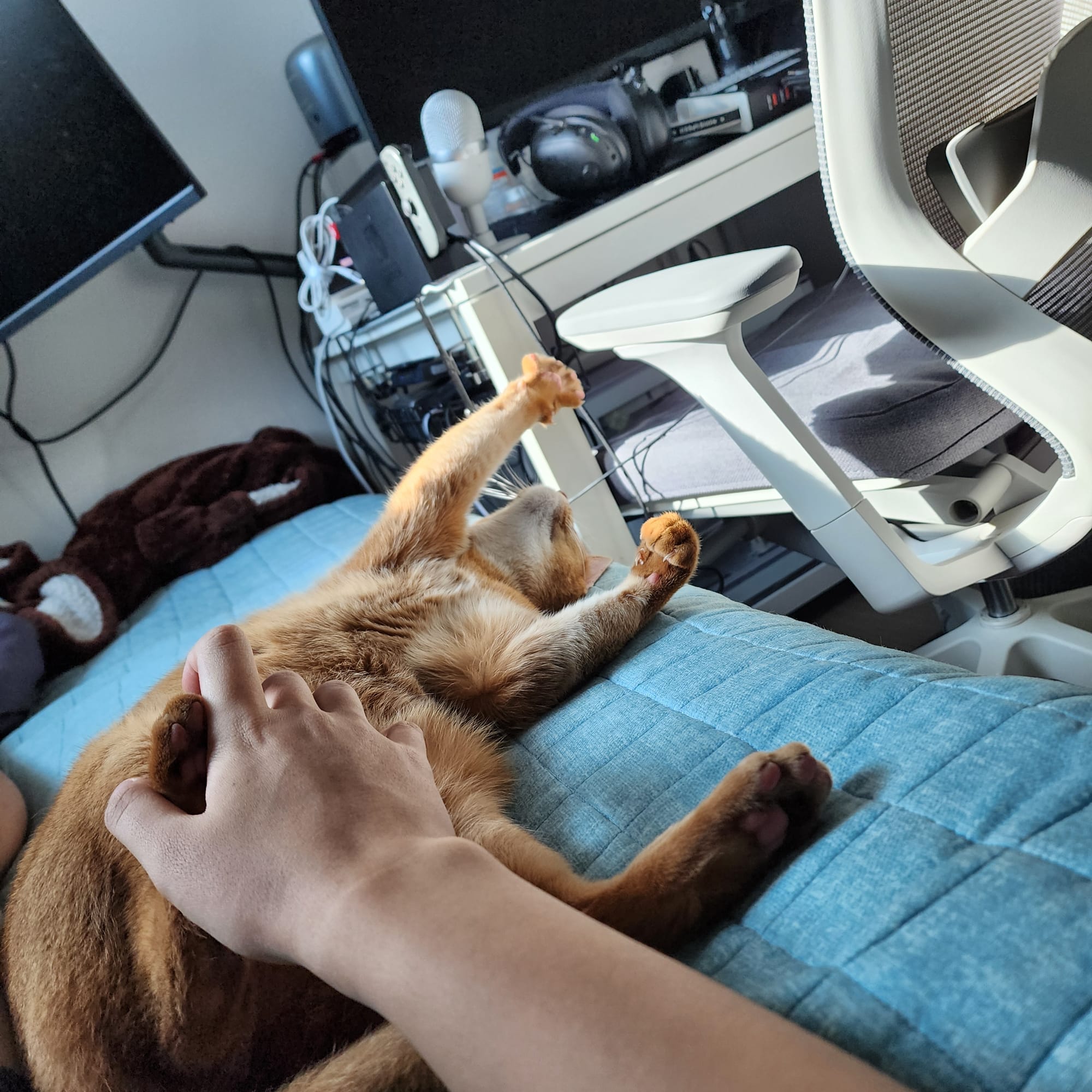 난 평생 내가 반려동물을 키우면 강아지일줄 알았어